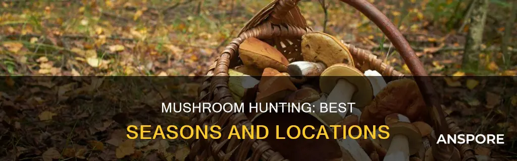 when is mushroom hunting season