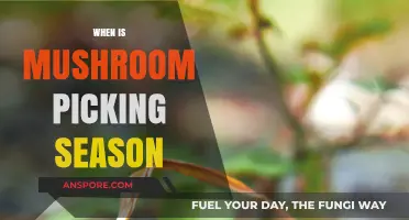 Mushroom Picking: Best Seasons and Locations