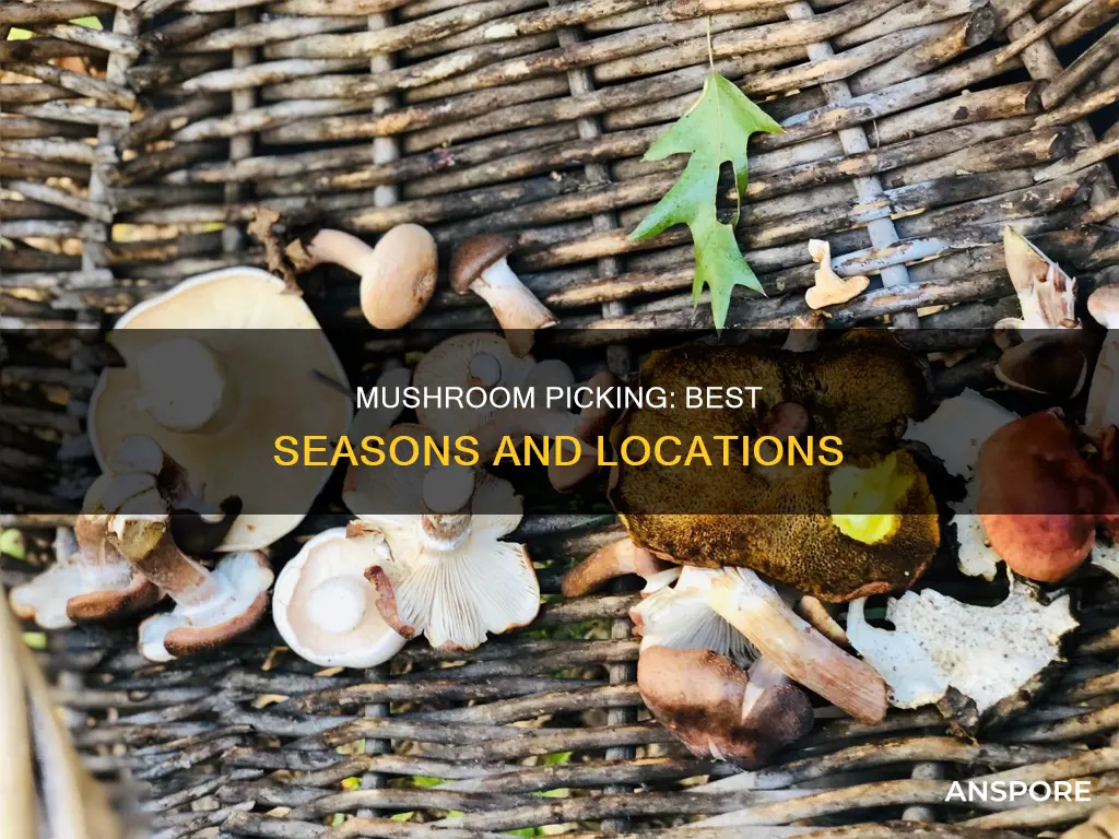 when is mushroom picking season