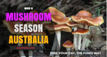 Mushroom Season in Australia: When to Forage