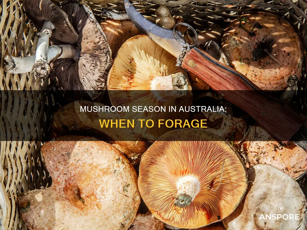 when is mushroom season australia