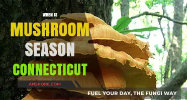 Mushroom Hunting in Connecticut: Best Seasons