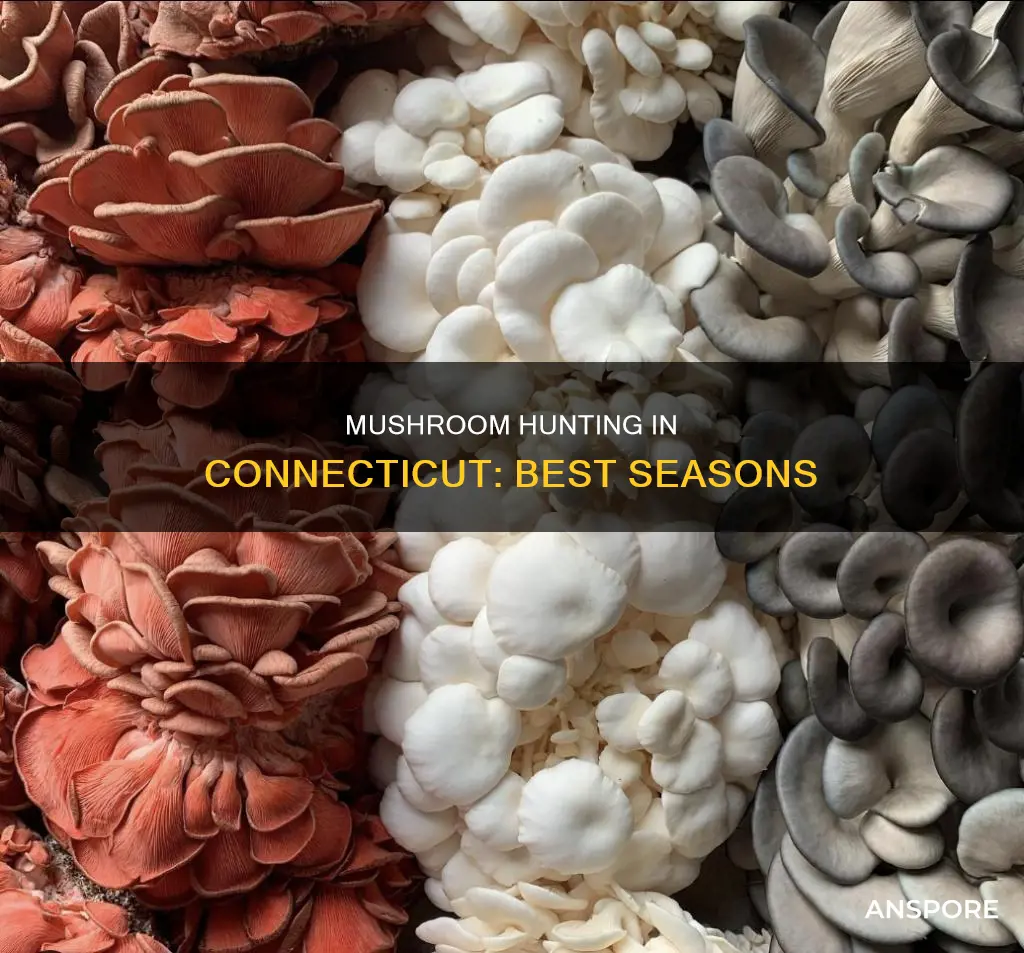 when is mushroom season connecticut