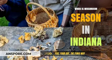 Indiana's Mushroom Season: Timing and Tips for Foraging Success