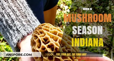 Indiana's Mushroom Hunting Season: Best Time to Forage