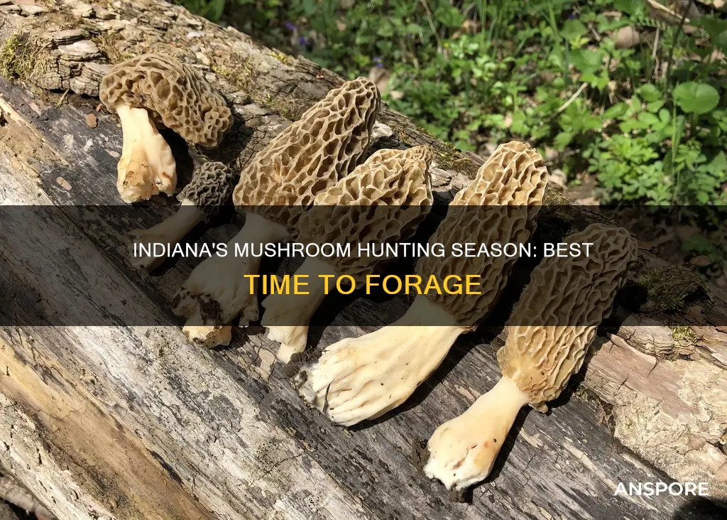when is mushroom season indiana