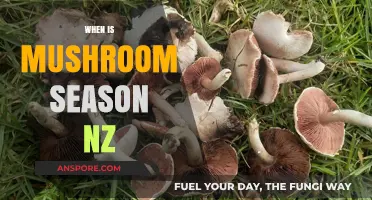 Mushroom Picking in New Zealand: Best Time and Places