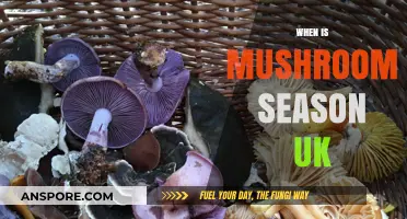 Mushroom Foraging: UK Season Guide