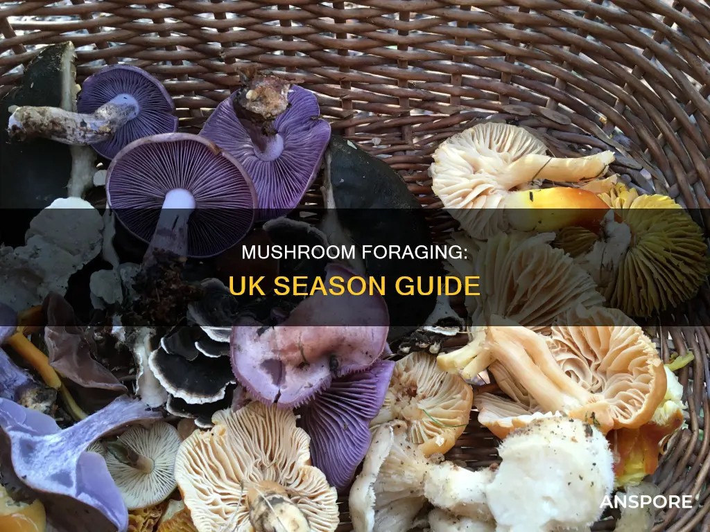 when is mushroom season uk