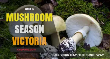 Mushroom Foraging in Victoria: Season's Timing