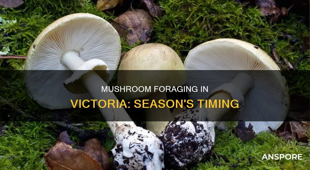 when is mushroom season victoria