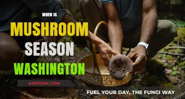 Mushroom Hunting in Washington: Best Seasons