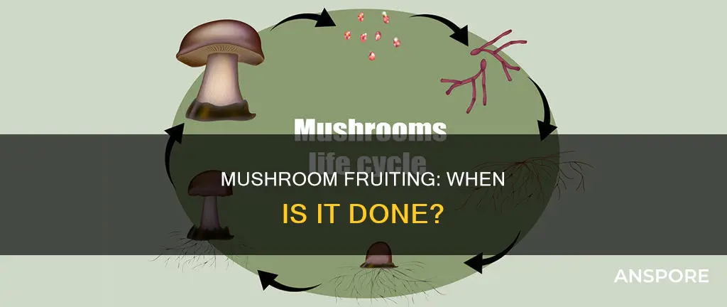when is mushrooms done fruiting