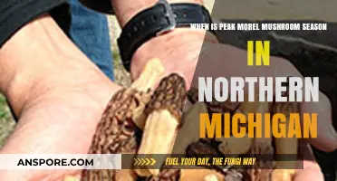 Northern Michigan's Morel Mushroom Season: Timing Your Hunt for Peak Harvest