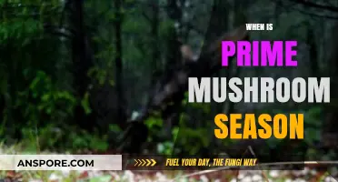 Mushroom Hunting: Prime Season Guide