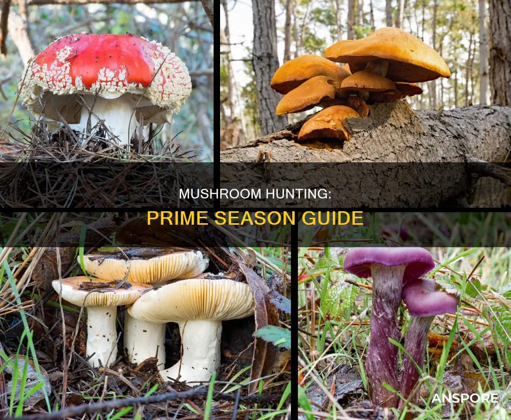 when is prime mushroom season
