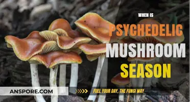 Psychedelic Mushroom Season: When to Forage