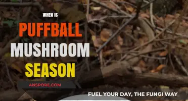 Puffball Mushroom Season: When and Where to Find Them