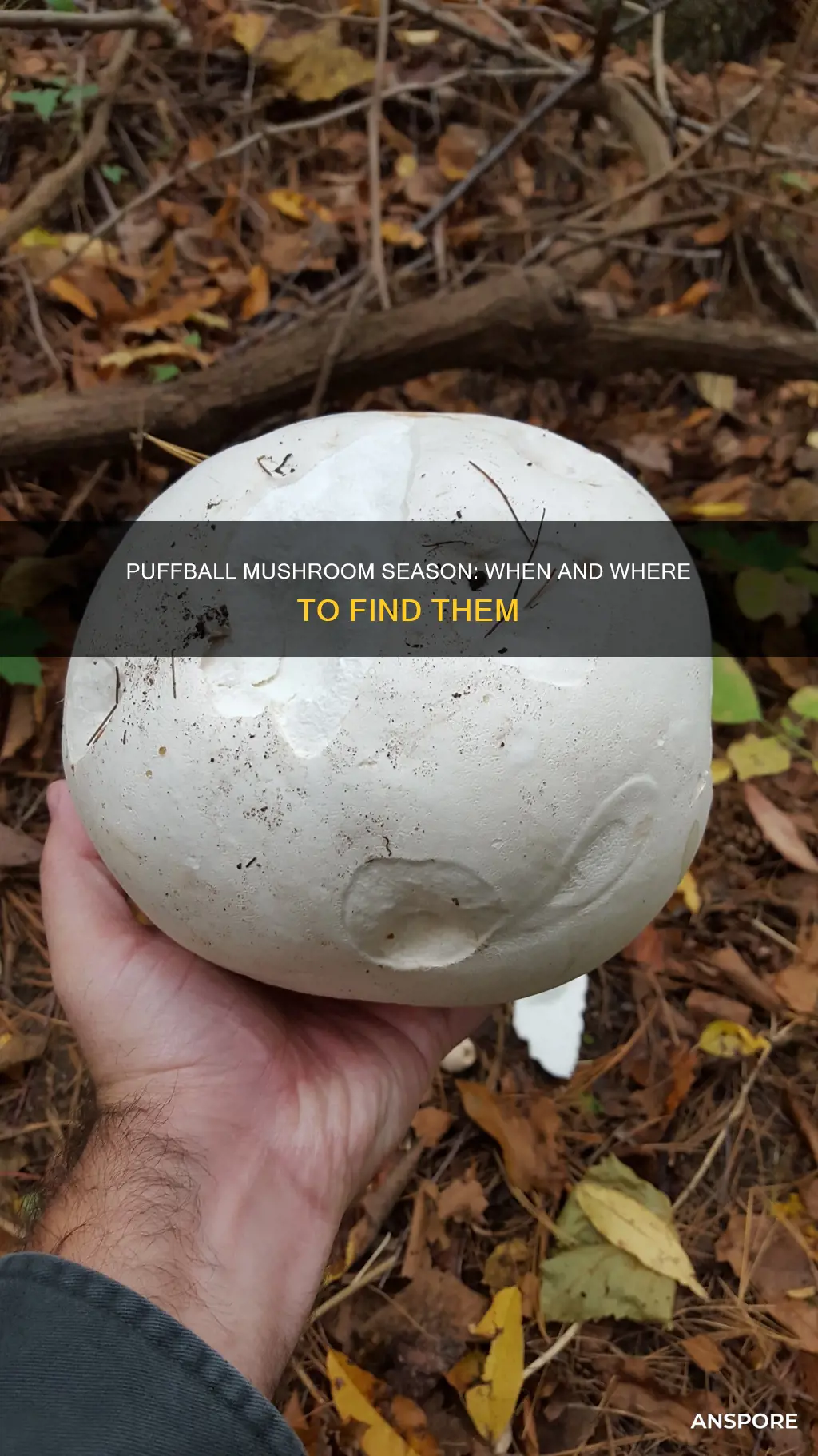 when is puffball mushroom season