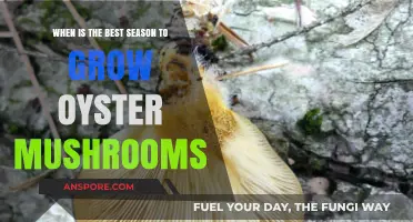 Optimal Oyster Mushroom Growing Seasons: A Comprehensive Guide for Success