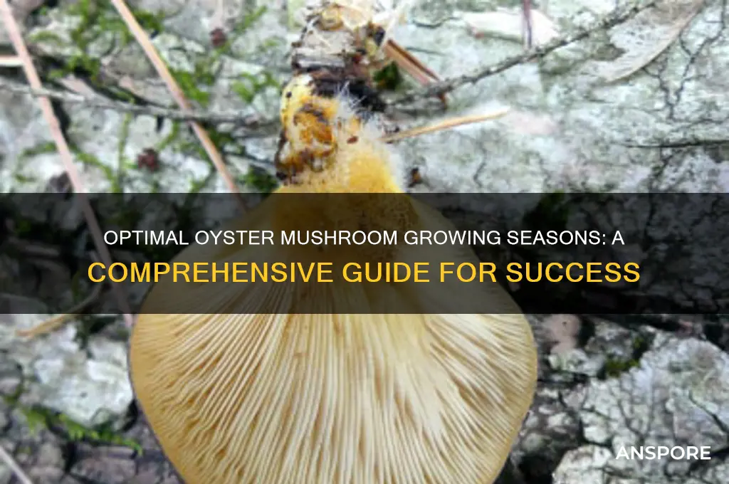 when is the best season to grow oyster mushrooms
