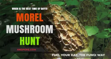 Prime Morel Mushroom Hunting Hours: Timing Your Foraging Adventure