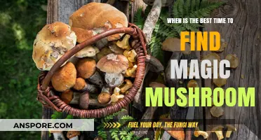 Optimal Seasons and Conditions for Finding Magic Mushrooms in Nature