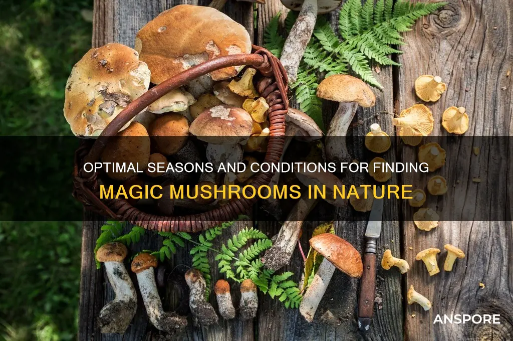 when is the best time to find magic mushrooms