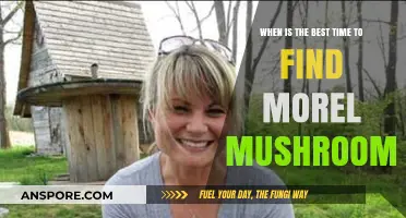 Optimal Morel Mushroom Hunting: Timing Tips for a Bountiful Foraging Season