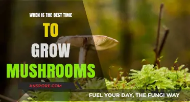 Optimal Mushroom Growing Seasons: Timing Tips for Bountiful Harvests