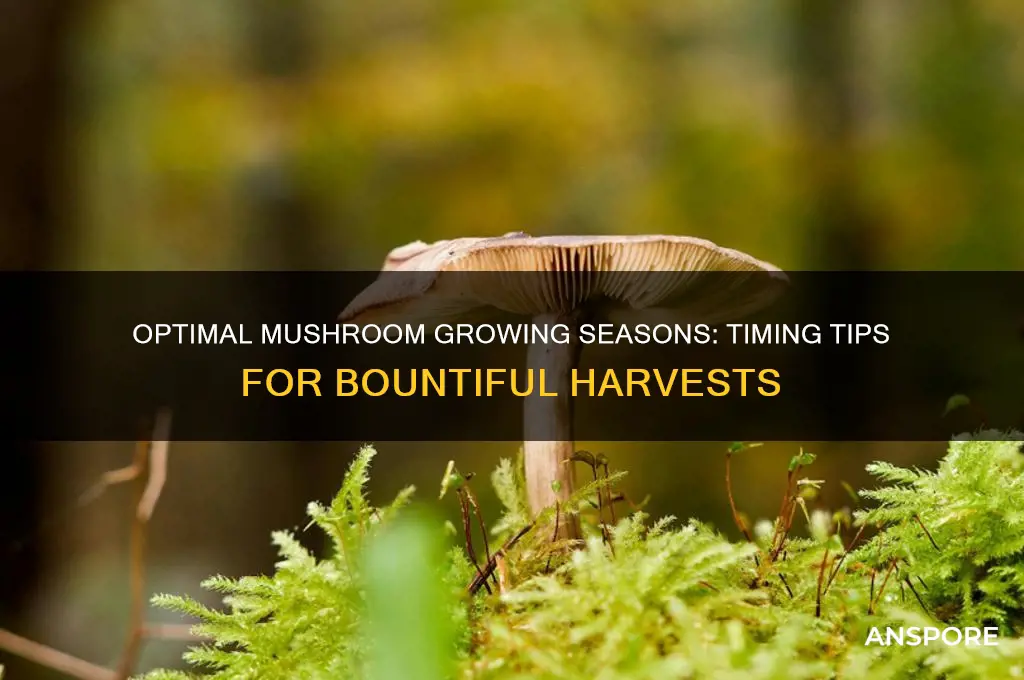 when is the best time to grow mushrooms