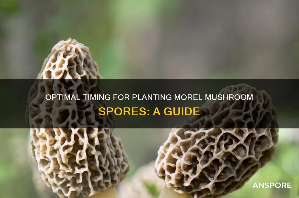 when is the best time to plant morel mushroom spores