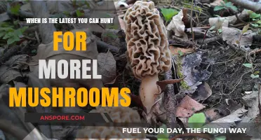 Optimal Late-Season Morel Mushroom Hunting Tips and Timing