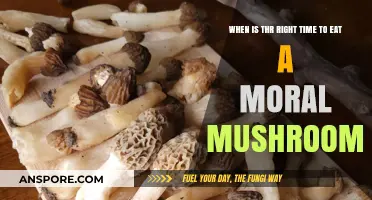 Moral Mushrooms: Timing Your Ethical Feast for Optimal Impact