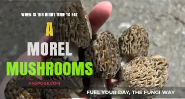 Perfect Timing: When to Savor Fresh Morel Mushrooms for Best Flavor