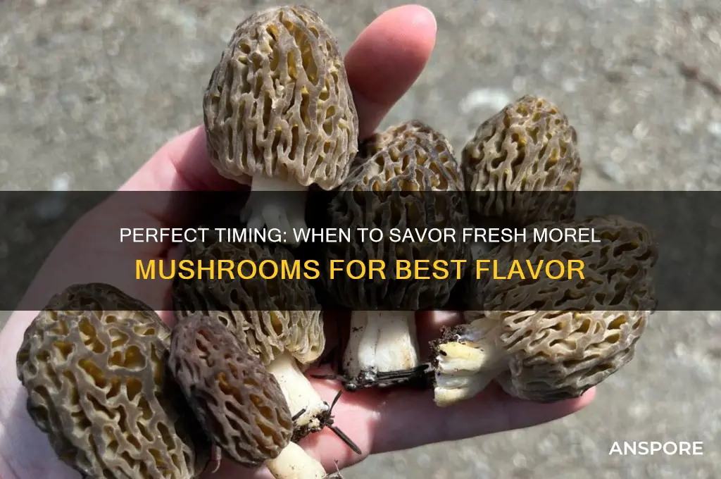 when is thr right time to eat a morel mushrooms