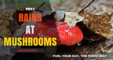 Mushroom Growth and Rain: The Perfect Combination