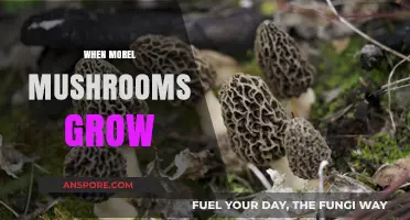 When Morel Mushrooms Grow: Timing, Conditions, and Hunting Tips