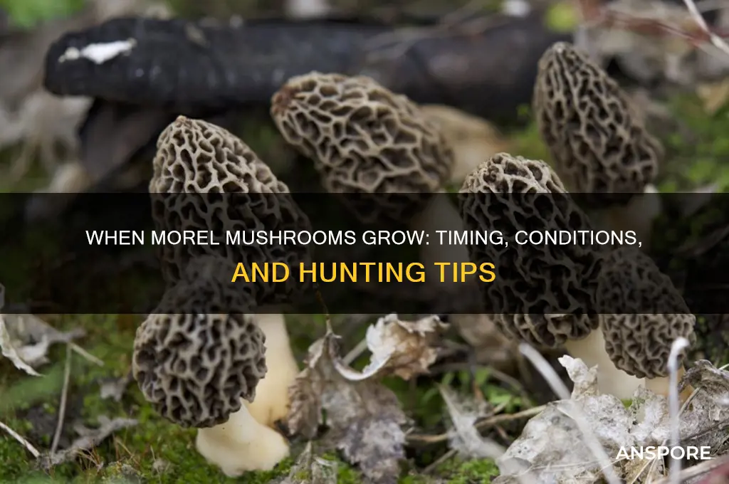 when morel mushrooms grow