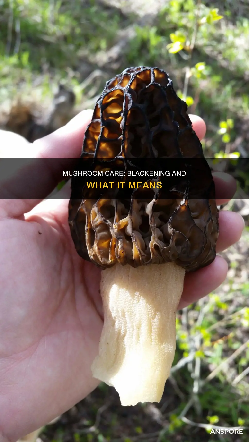 when mushroom turns black