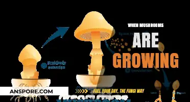 When Mushrooms Are Growing: Understanding the Fascinating Fungal Lifecycle
