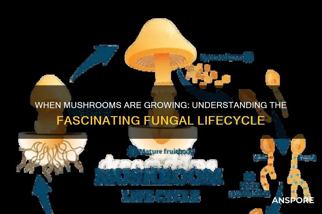 when mushrooms are growing