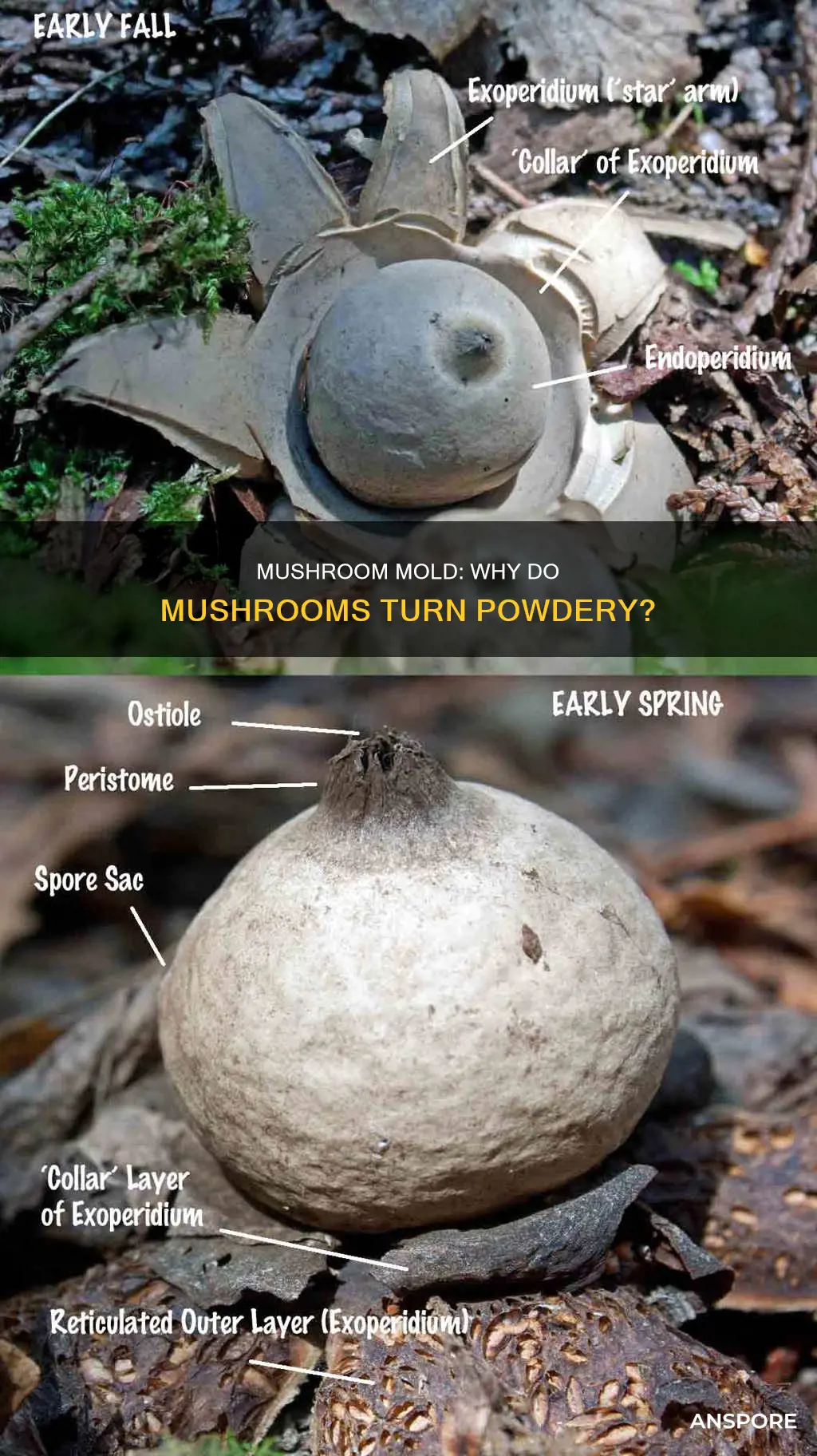 when mushrooms go powdery