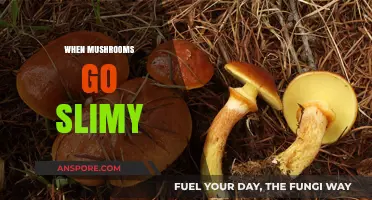 Mushroom Moisture: Why Do Mushrooms Get Slimy?