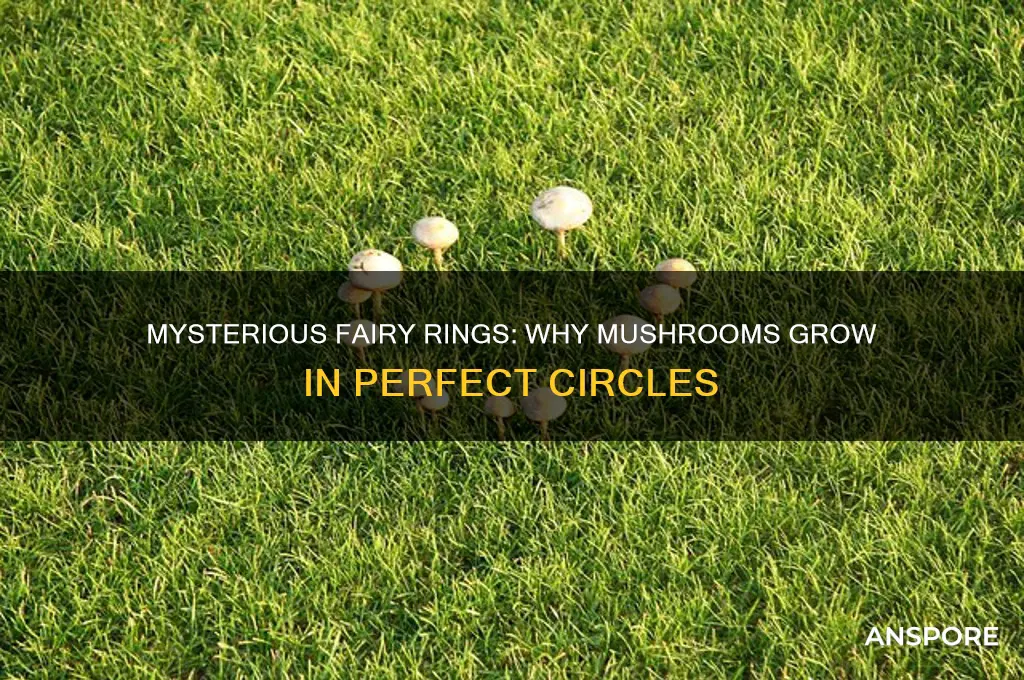 when mushrooms grow in a circle