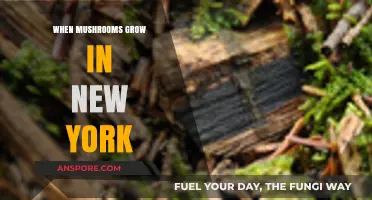 Urban Fungi: Exploring New York's Unexpected Mushroom Growth