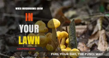 Mushrooms in Your Lawn: Causes, Benefits, and Safe Removal Tips
