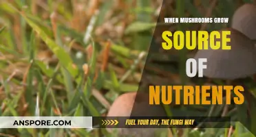 Mushrooms as Nutrient Powerhouses: Unlocking Nature's Hidden Growth Secrets