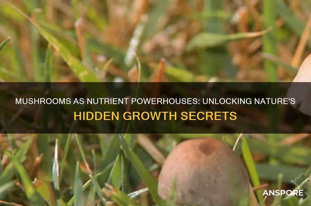 when mushrooms grow source of nutrients