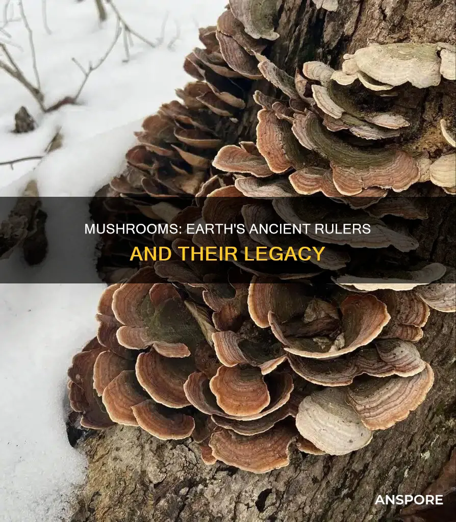 when mushrooms ruled the earth